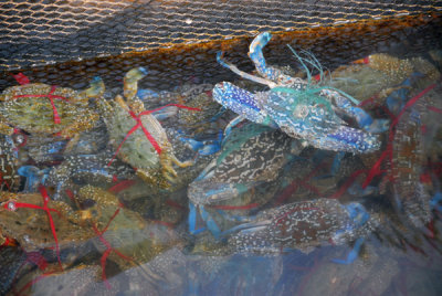 Crabs, fish farm, Halong Bay
