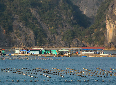Pearl farm for cultured pearls, Halong Bay