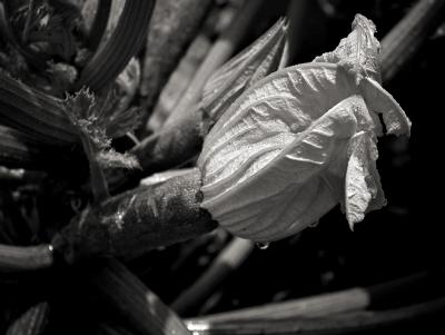 g4/93/348593/3/59591362.zucchini.jpg