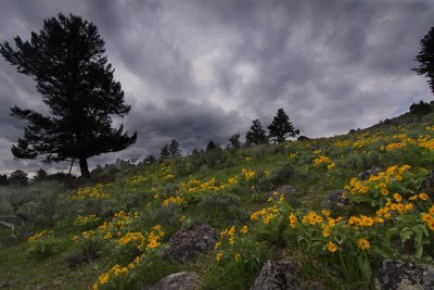 Yellowstone Landscapes I