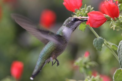 Hummingbirds