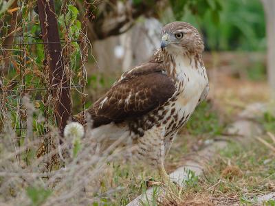 Redtailed Hawk