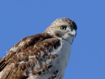 Redtailed Hawk