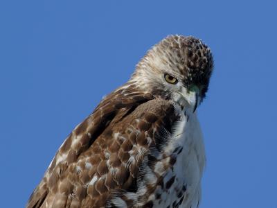 Redtailed Hawk