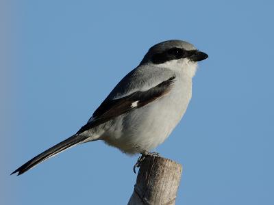 Loggerhead Shrike