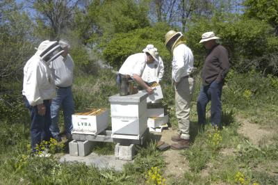 Checking club hives