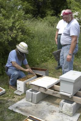 Hiving nucs in the club apiary