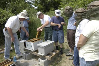 Moving nucs into hives