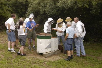 Learning from the club hives