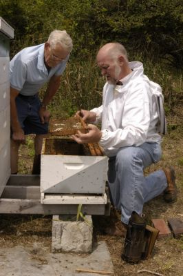Club apiary inspection