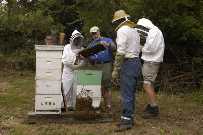 Club apiary inspection