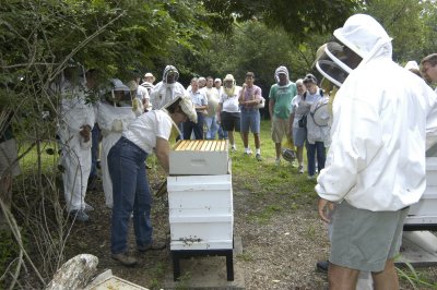 Two queen colony