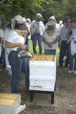 Two queen colony