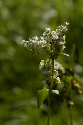 Buckwheat blossom