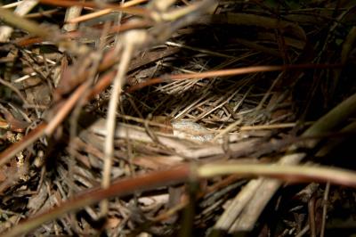 abandoned cardinal nest :(