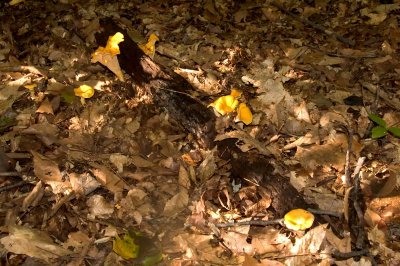 Cantharellus lateritius