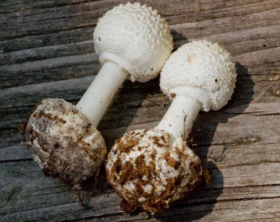 Amanita sp.