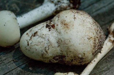 Amanita button