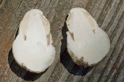 Amanita button cross section