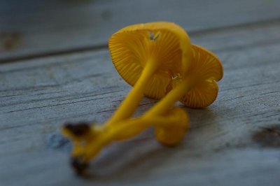 fungi2 (the also rans)