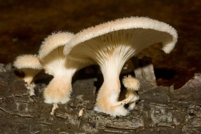 Panus strigosus