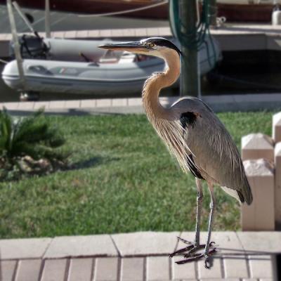 Harry The Blue Heron