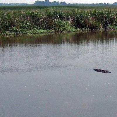 Gators May, 2006