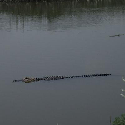 g4/93/44993/3/61081364.0093gator.jpg