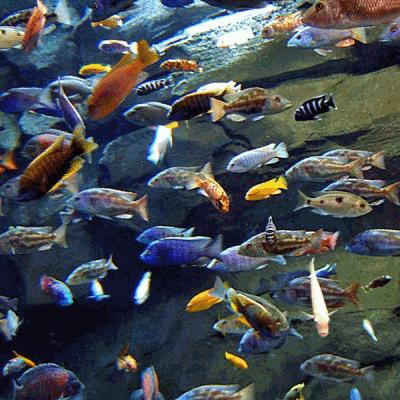 Georgia Aquarium - ScreenSaver