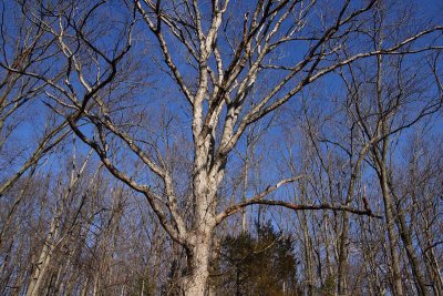 Branches, Branches