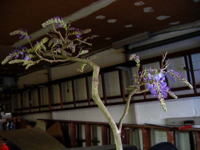 Wisteria in Garage