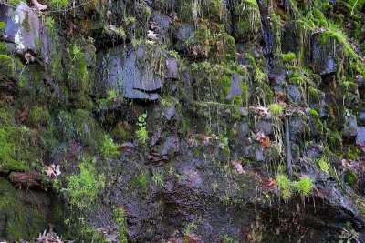 Wet Trailside Rocks