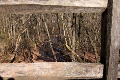 Looking at a Creek