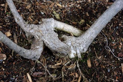 Root Clump