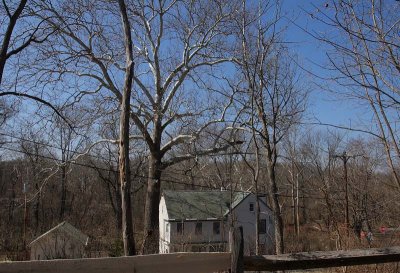 Farmhouse and Sycamore