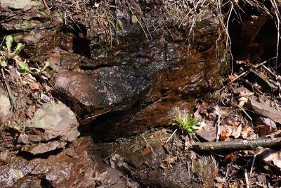 Wet Rock