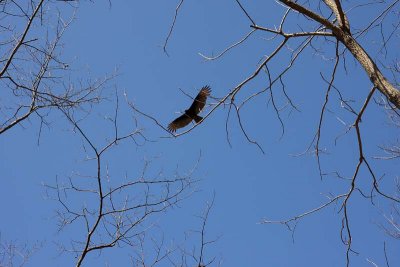 A Raptor?