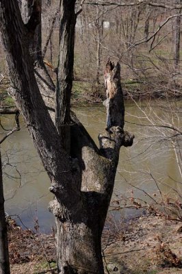 Creekside Snag