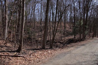 Trailside Run
