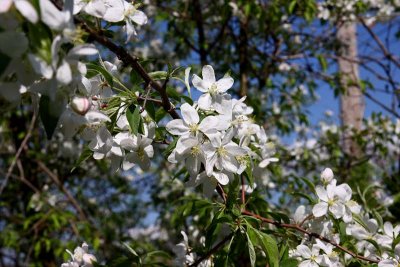 Apple Blossoms