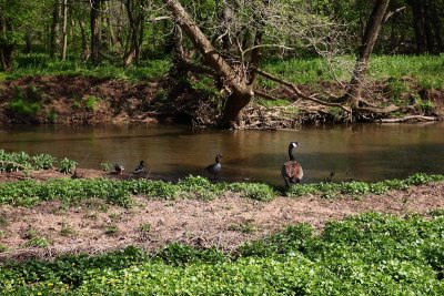 Geese at the Wissahickon