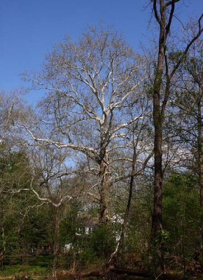 Large Sycamore