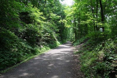 Lush Green in June