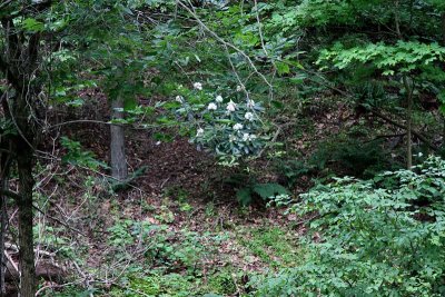 Flowers in the Woods