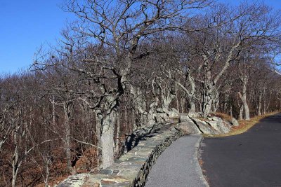 Gnarly Trees