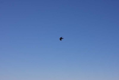 Big Bird Passing