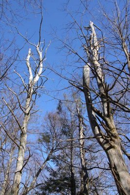 Sentinels
