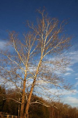 Tall Trees