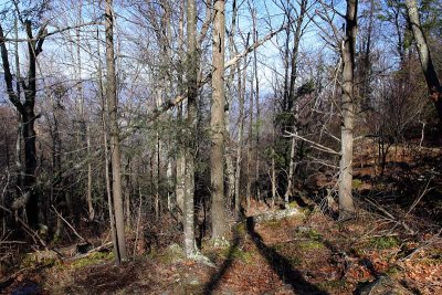 Trailside View