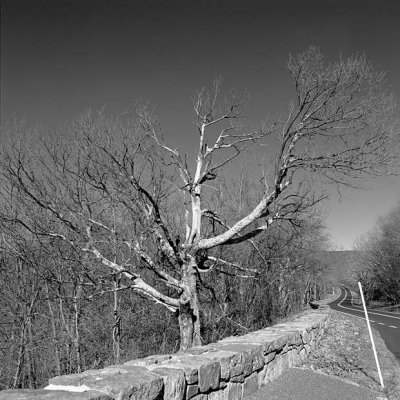 Roadside Tree